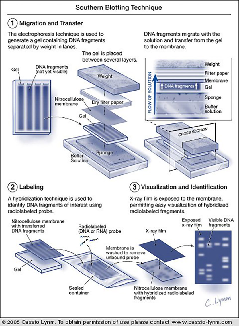 Illustration of Information transfer