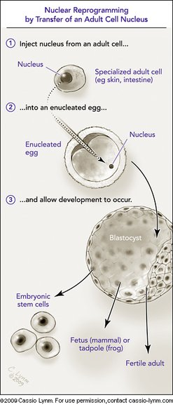 Nuclear reprogramming by transfer of an adult cell nucleus