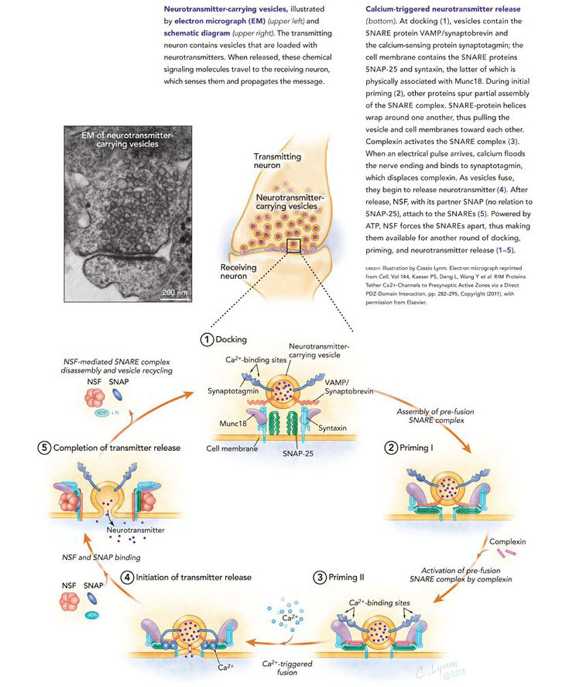 Neurotransmitter illustration