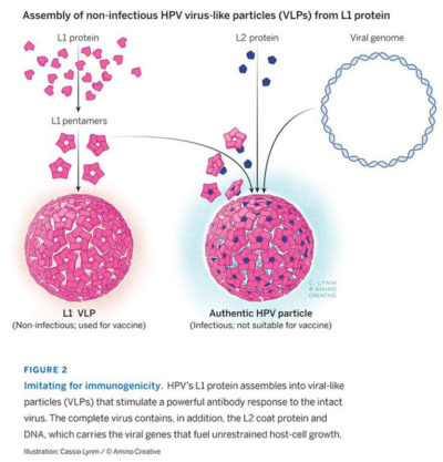 HPV vaccines for cancer prevention - Lasker Foundation