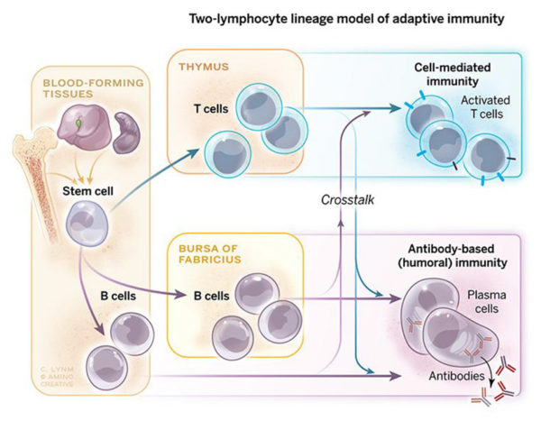 B And T Cells—the Organizing Principle Of The Adaptive Immune System ...