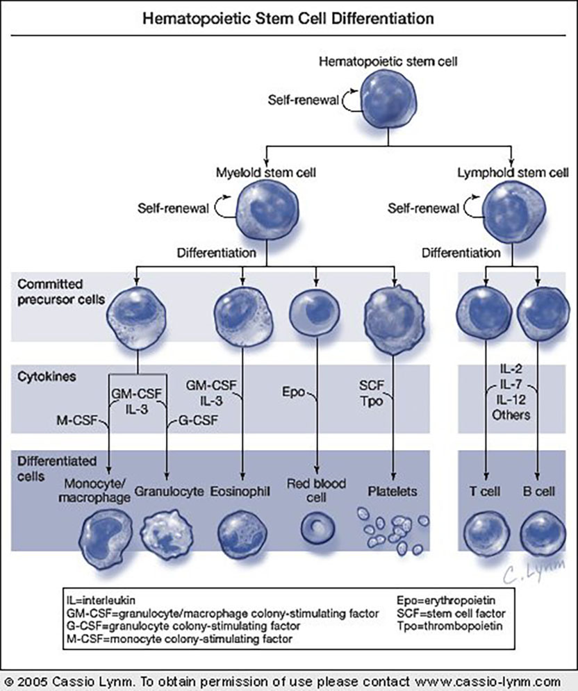 diagram of hematopoiesis