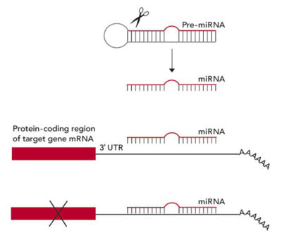 Illustration of microRNA (miRNA)