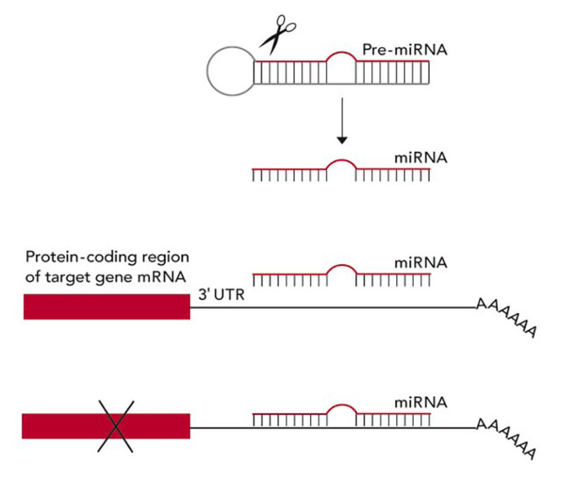 Tiny RNAs That Regulate Gene Function - Lasker Foundation