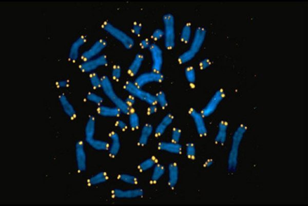 Telomerase and its implications for aging and cancer - Lasker Foundation