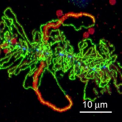 chromosome image