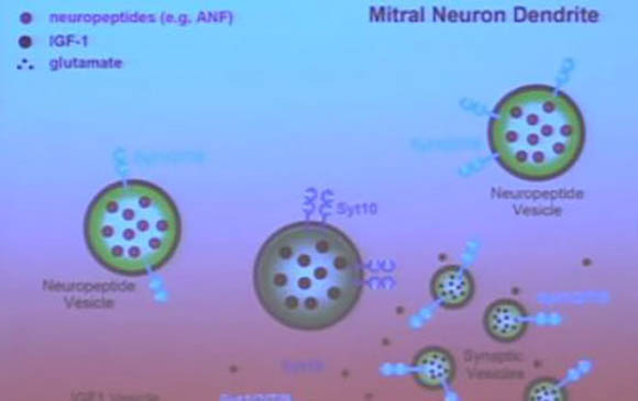 illustration of cells
