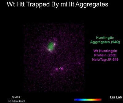 Single particle tracking of wild type Htt protein interacting with an aggregate or inclusion body of mutant Htt by live cell imaging.