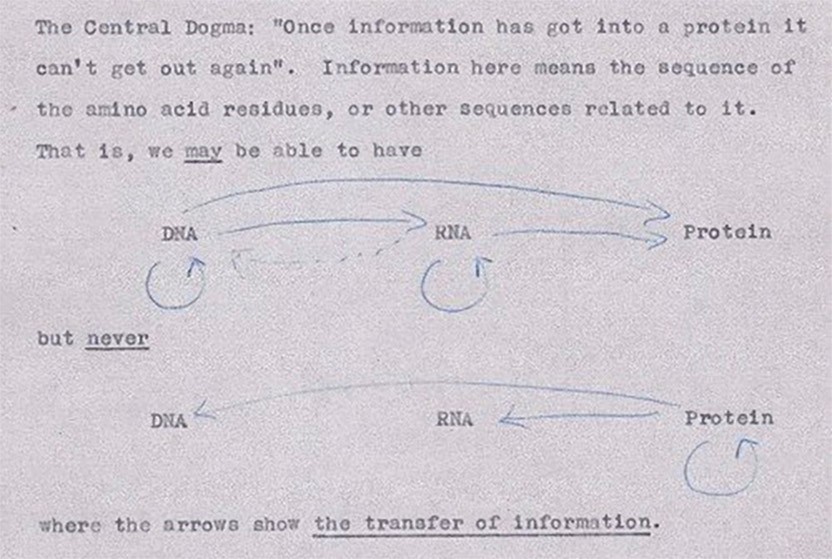 Crick’s first illustration of the central dogma,