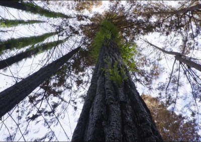 redwood tree