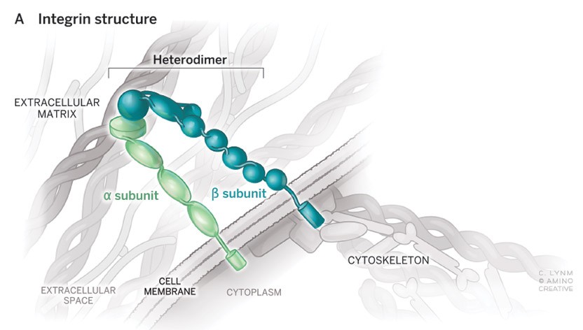 Integrin Structure