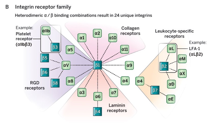 Integrin receptor family