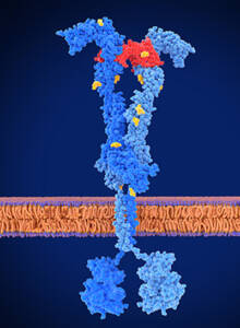 VEGF receptor 