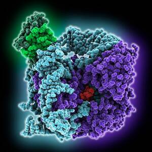 telomerase structure