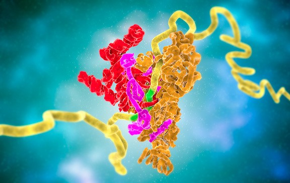 molecular model of splceosome