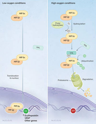 HIF mechanism