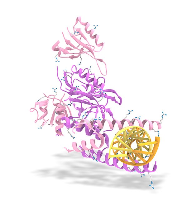 HIF/DNA model