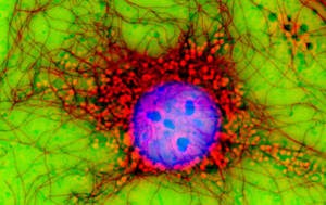 immunofluo image 2 Coons 580×365